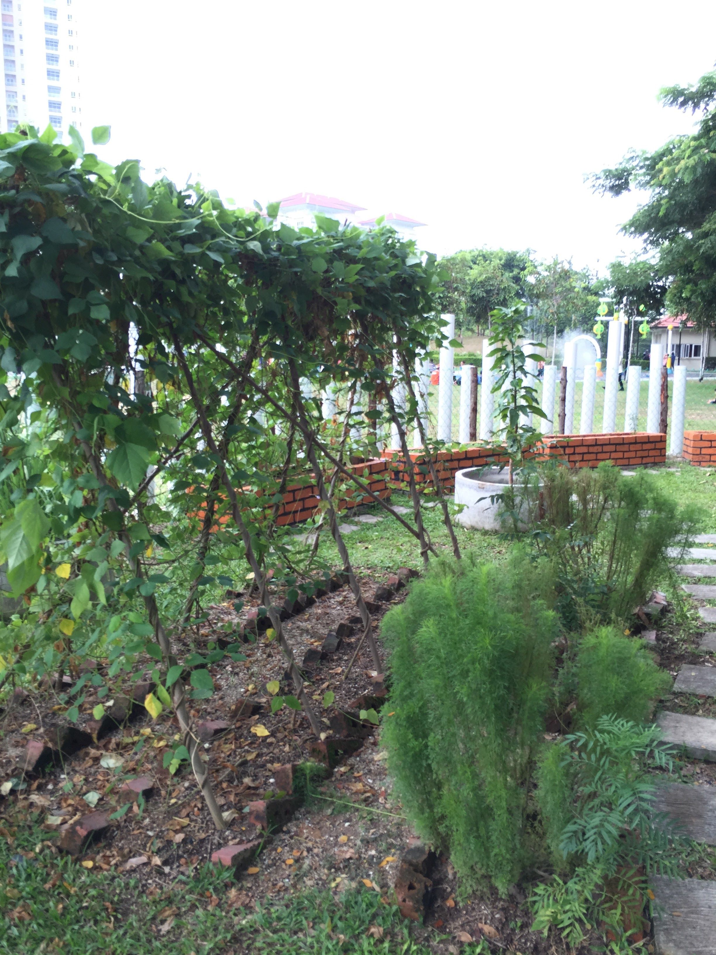 Perennial foods